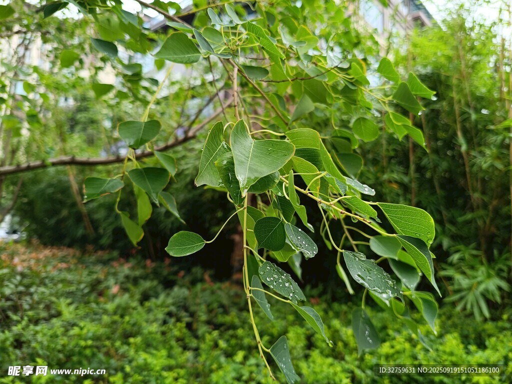 繁茂绿植景观