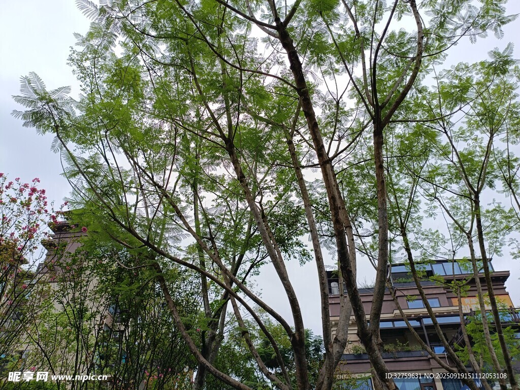 乡村旁挺拔的绿树景观