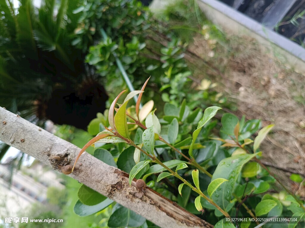 绿叶间的昆虫特写