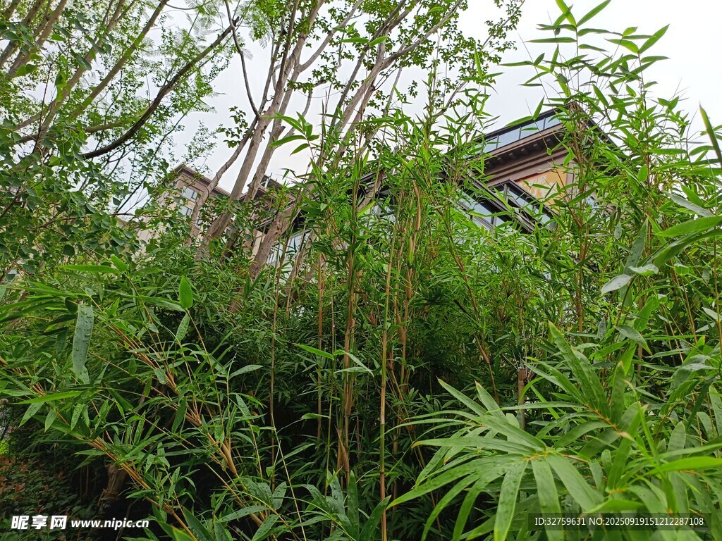 竹林中的隐秘小屋