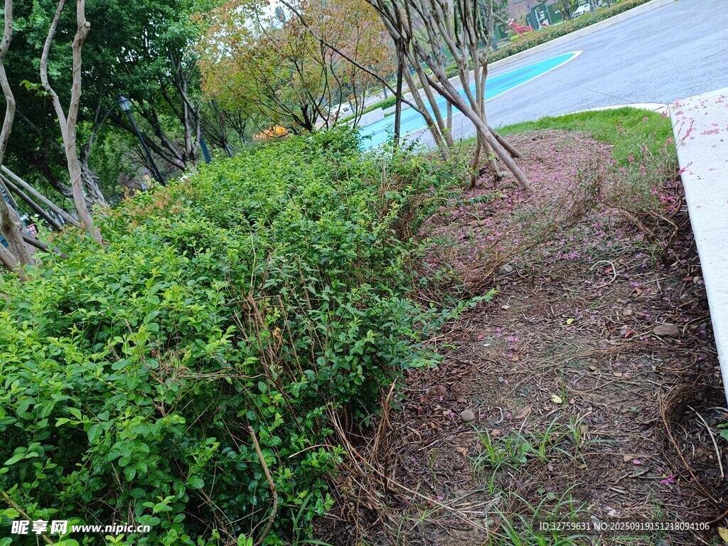 路边绿植旁的泥土小径