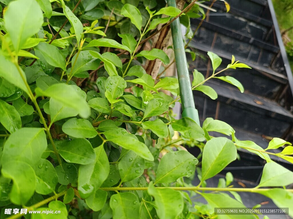 绿叶繁茂的植物景象