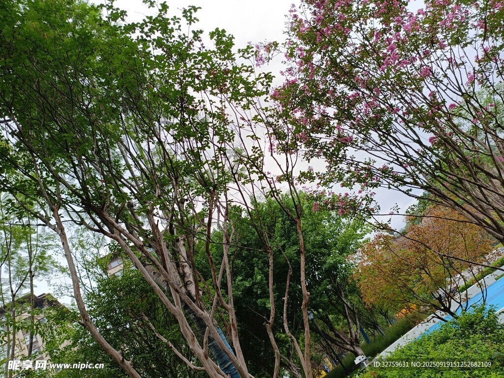 春日繁花绿树美景