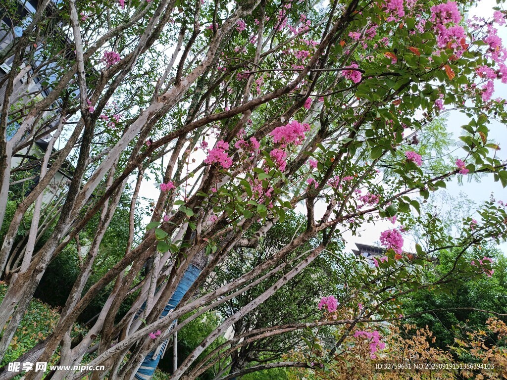 枝头绽放的娇艳粉色花朵
