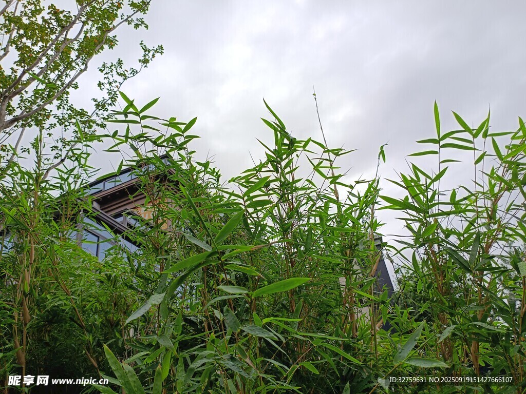竹林中的隐秘小屋