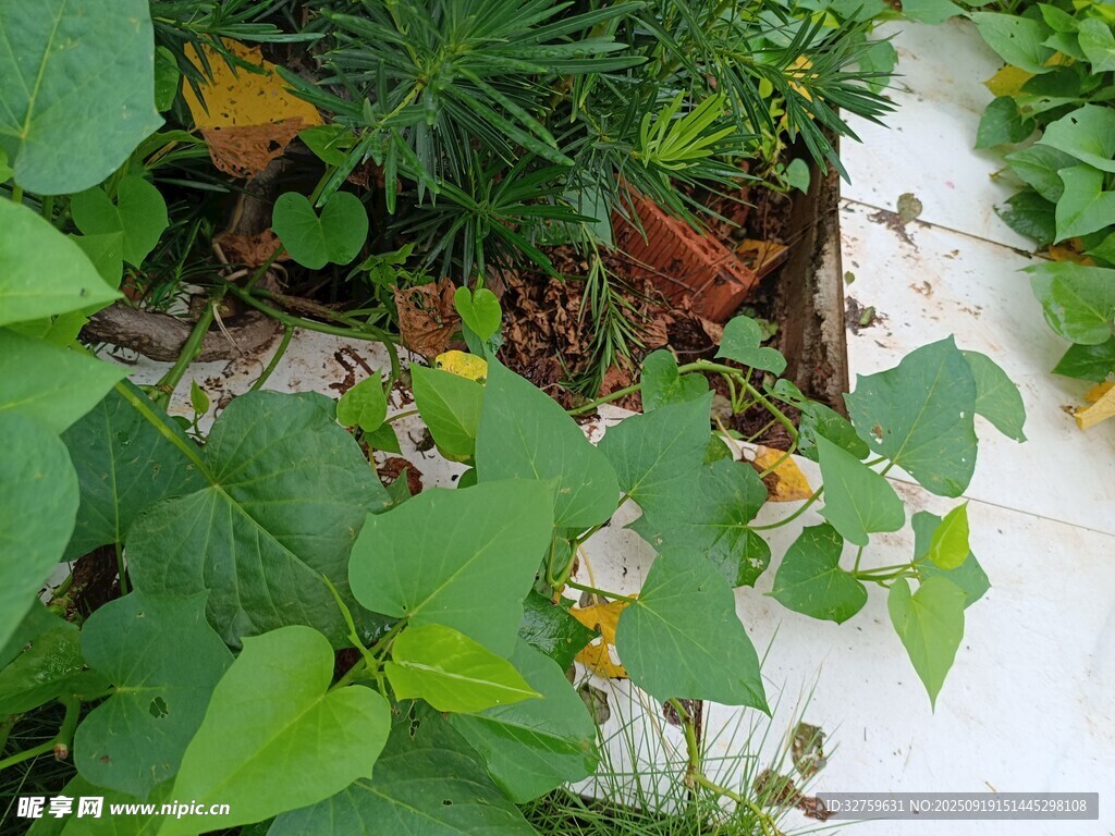 绿叶繁茂的植物景观