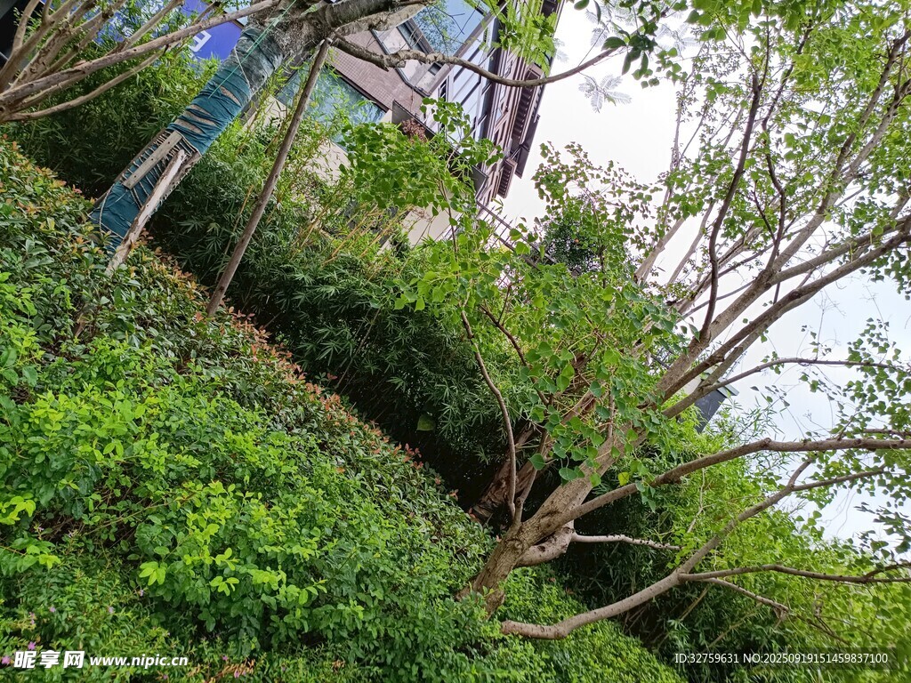 山坡绿植与光秃树木景观