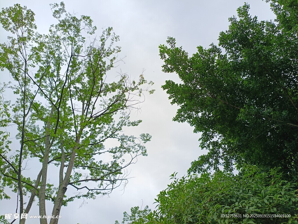 绿树成荫的自然景象