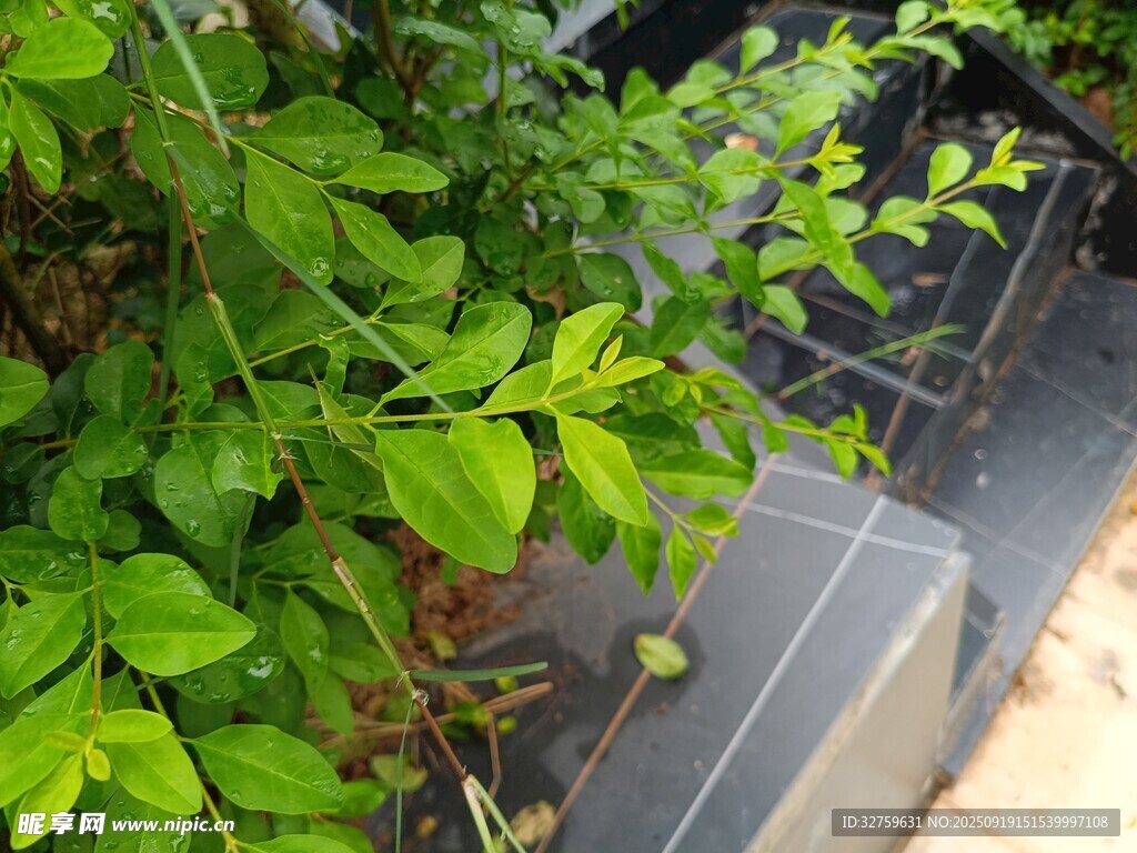 绿叶繁茂的植物景观