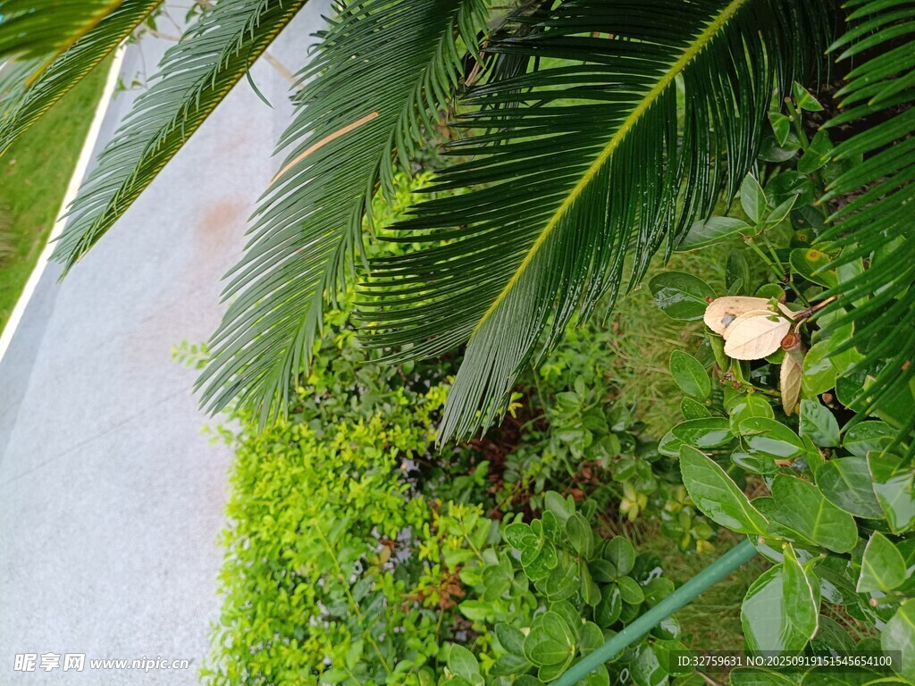 路边绿植中的蘑菇