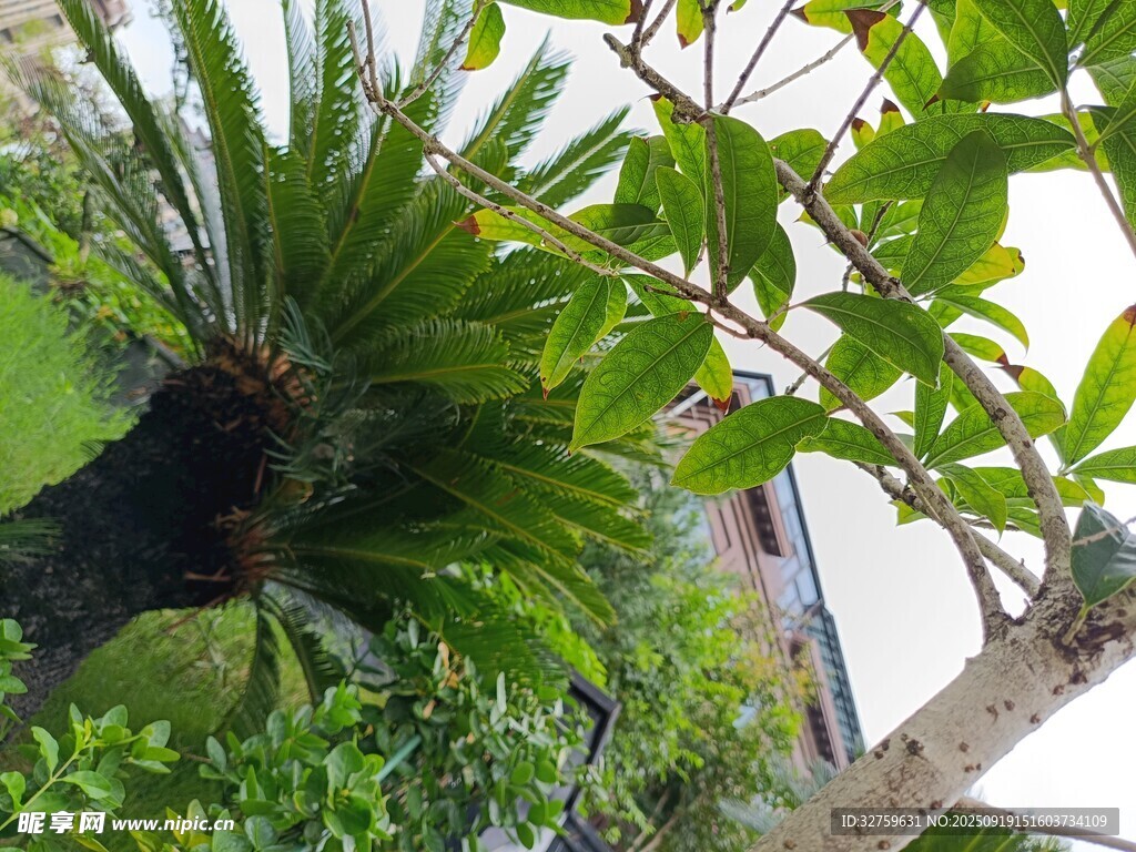 庭院绿植景观