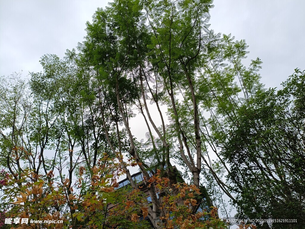 林间小屋隐于葱郁树木间