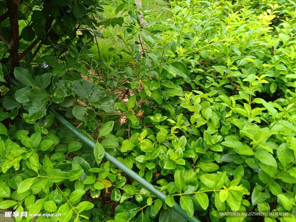 绿意盎然的繁茂植物景观