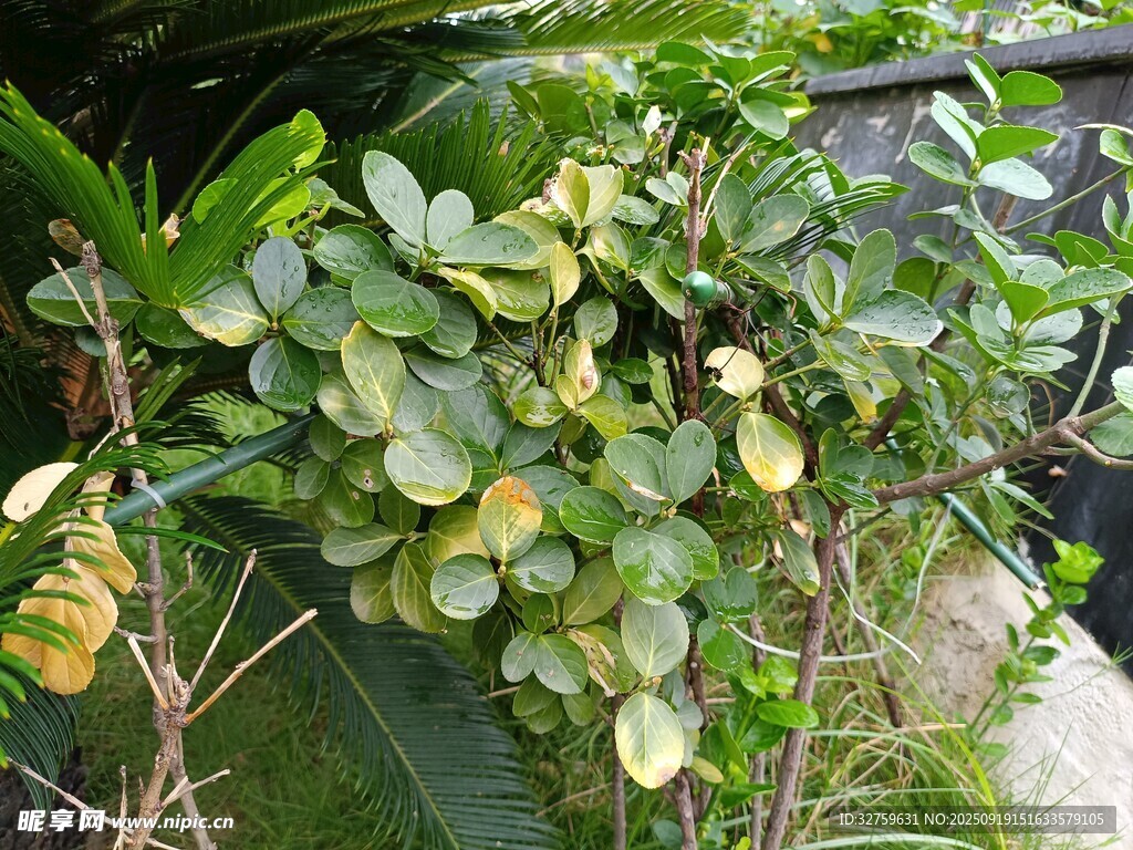 绿叶繁茂的盆栽植物