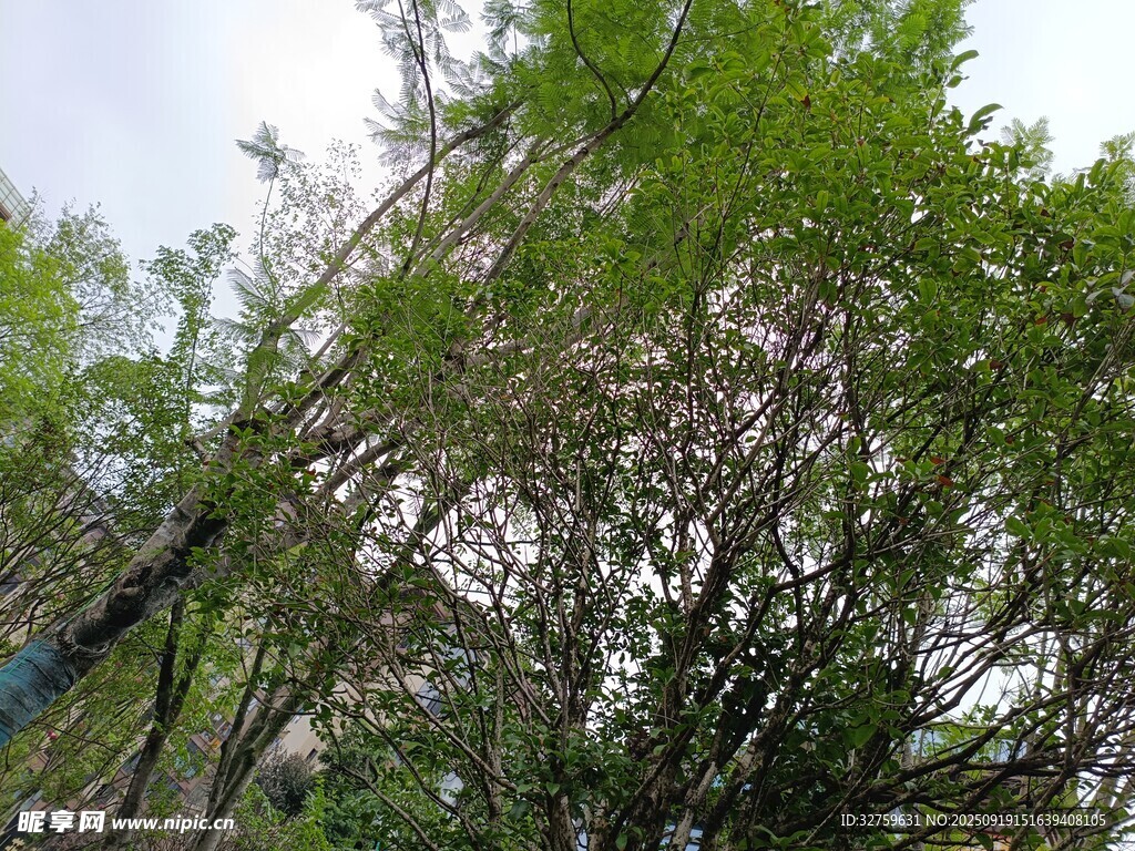 翠绿竹林与繁茂树木景观