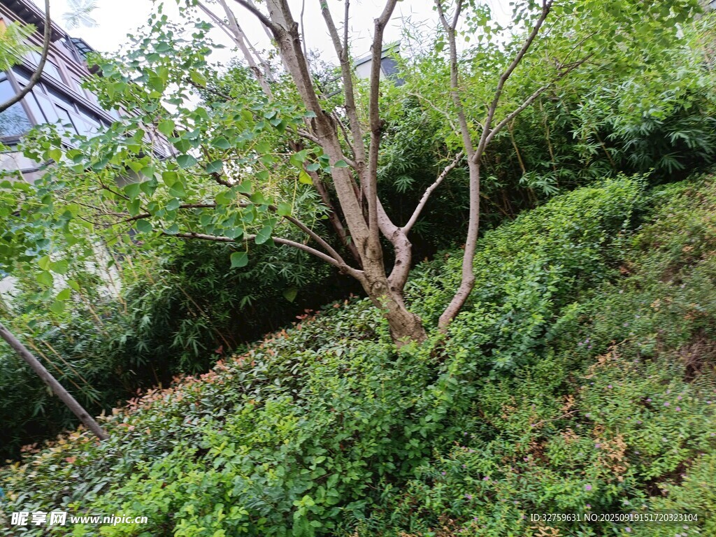 山坡上的繁茂绿植