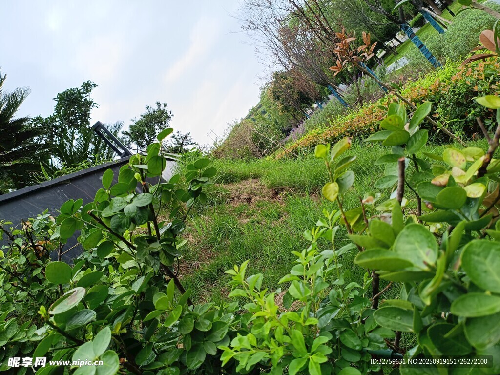 路边繁茂绿植景观