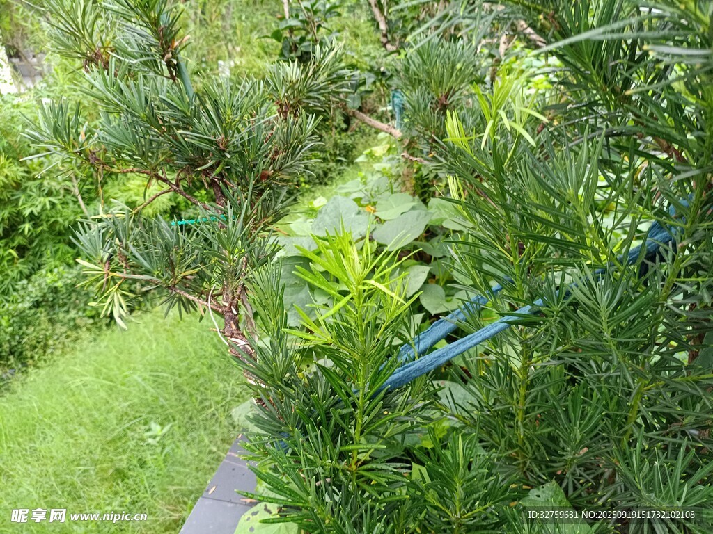 花园中的绿植与蓝色物件