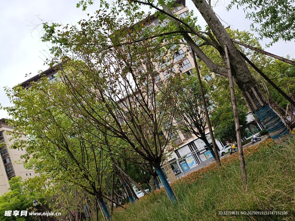 绿树环绕的校园景致
