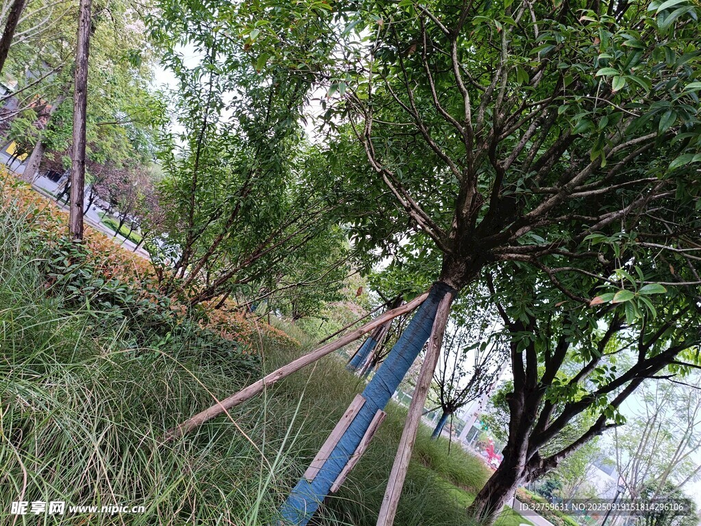 树木支撑加固场景
