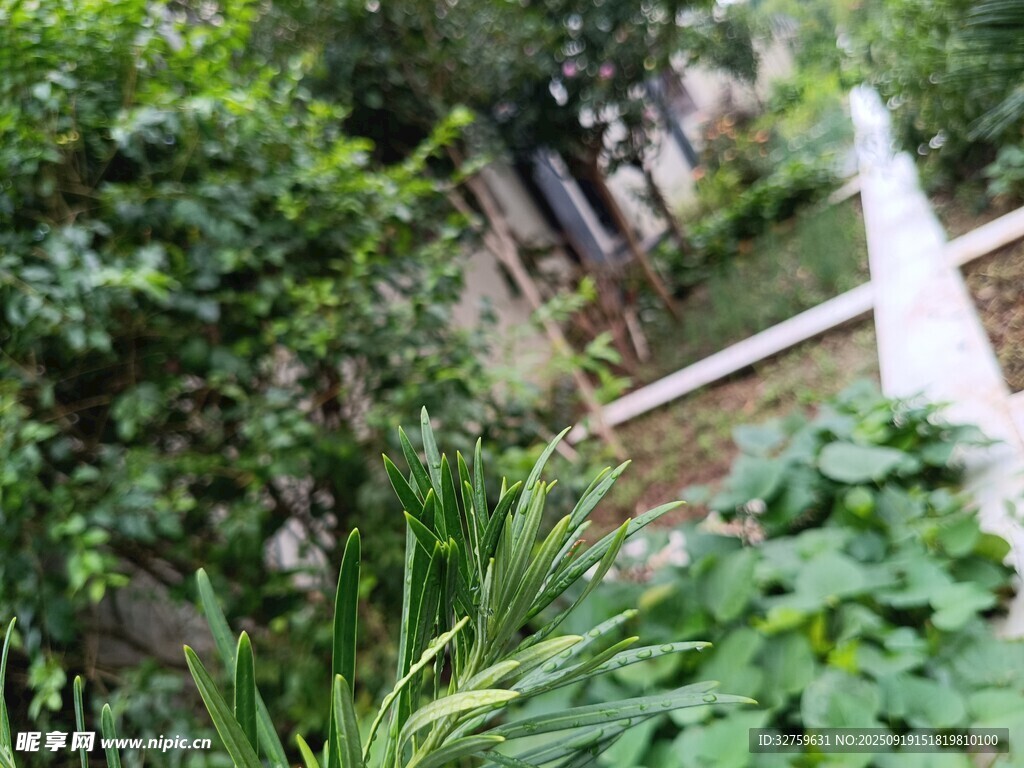 庭院绿植景观一角