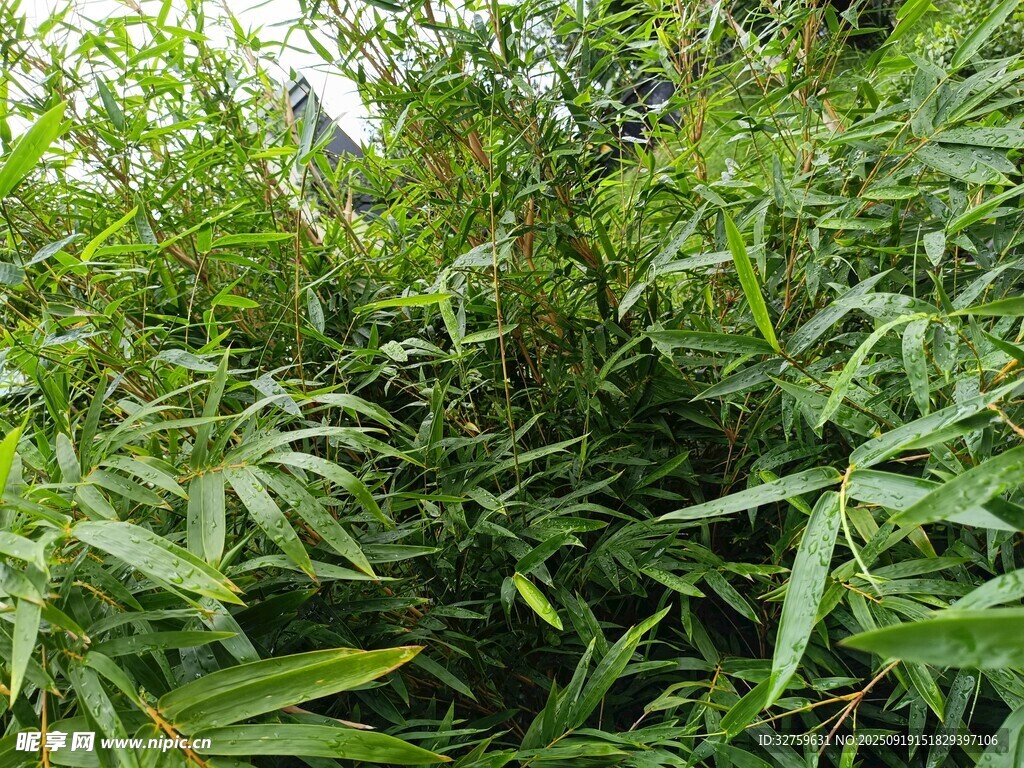 翠绿竹林景致