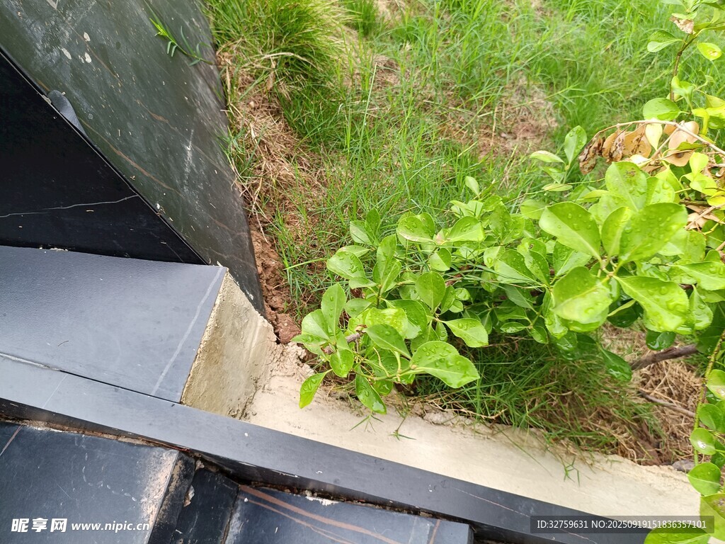 墙角绿植生机盎然