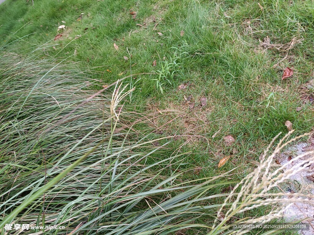 草地中的芦苇与绿草