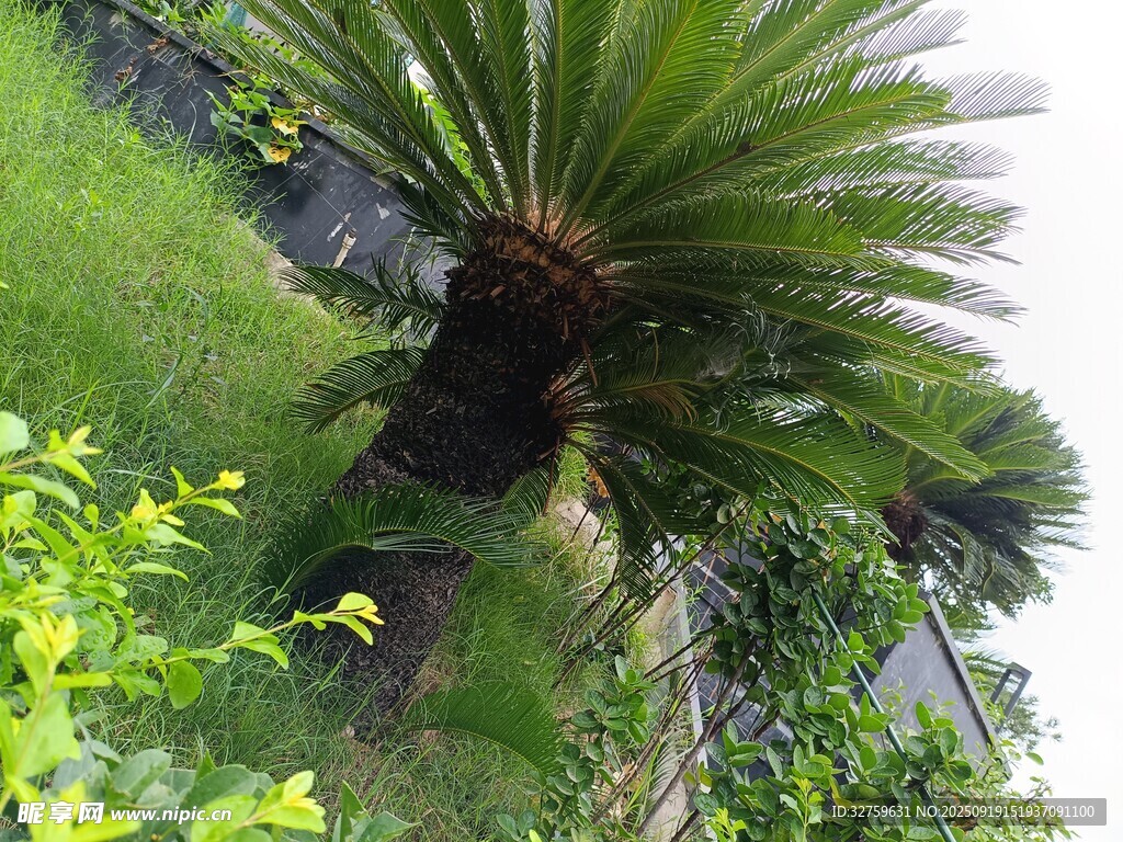 墙边的棕榈树与绿植