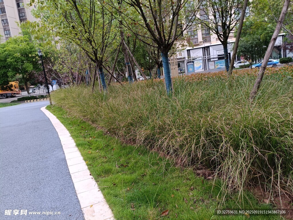 城市中的林荫步道景观