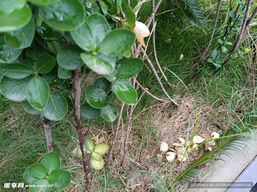 草丛中的掉落果实
