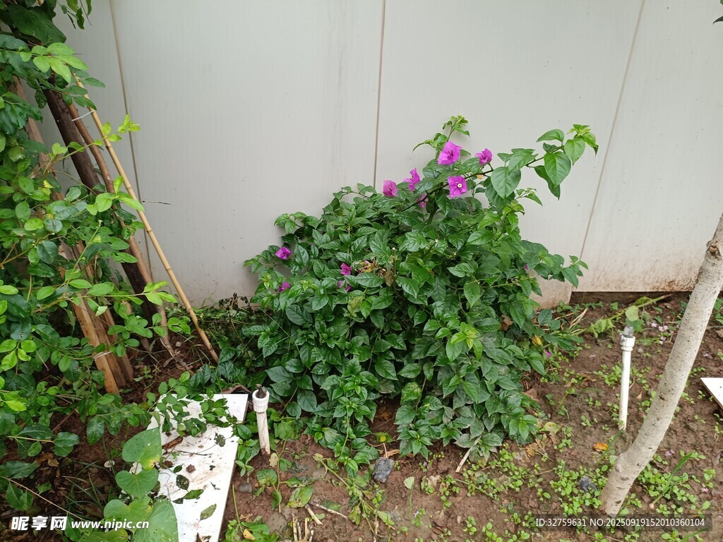 墙边繁茂绿植绽放紫花