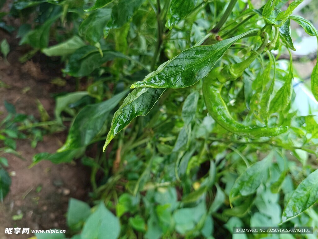 嫩绿蔬菜生机勃勃
