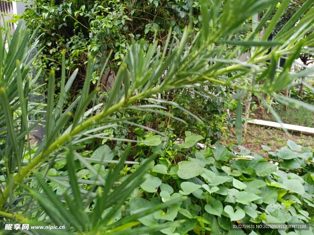 翠绿植物特写