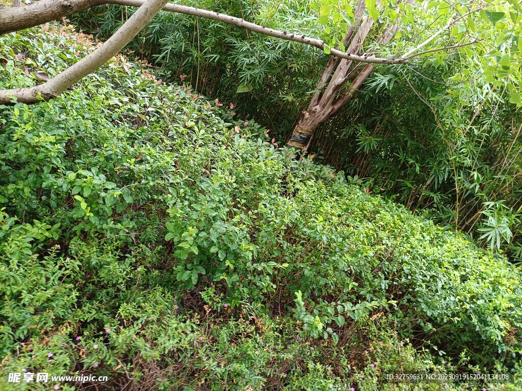 繁茂绿植景象