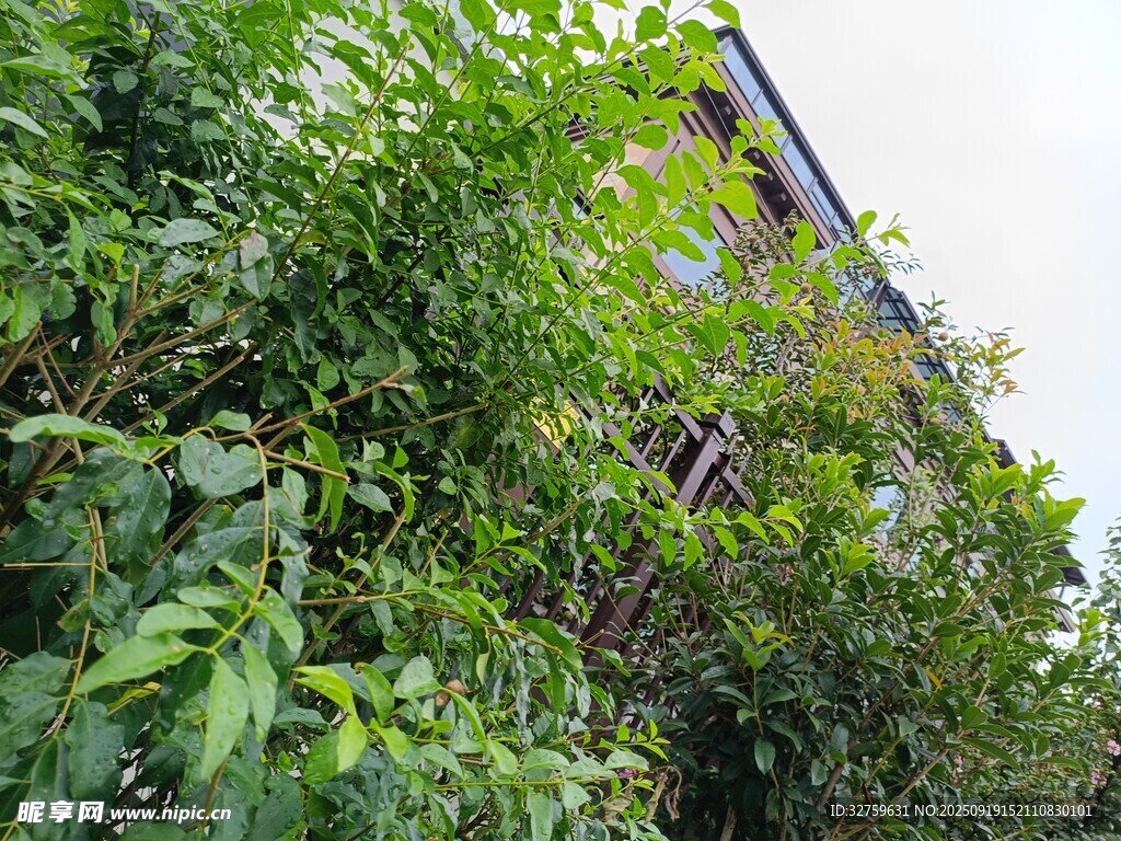 被绿植环绕的房屋