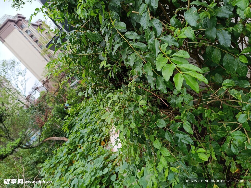 繁茂绿植中的隐秘建筑
