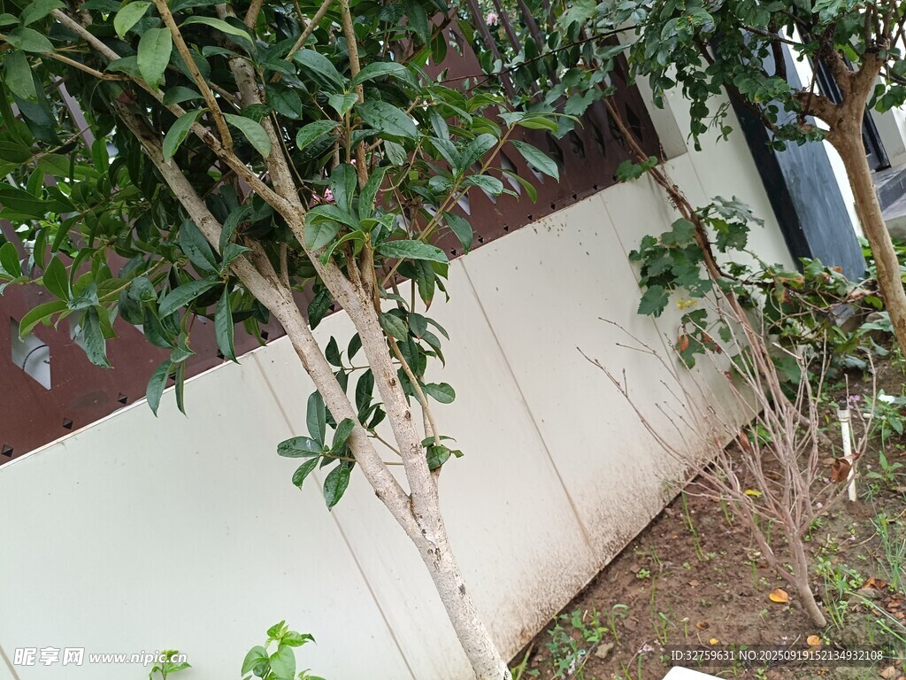 墙边绿植