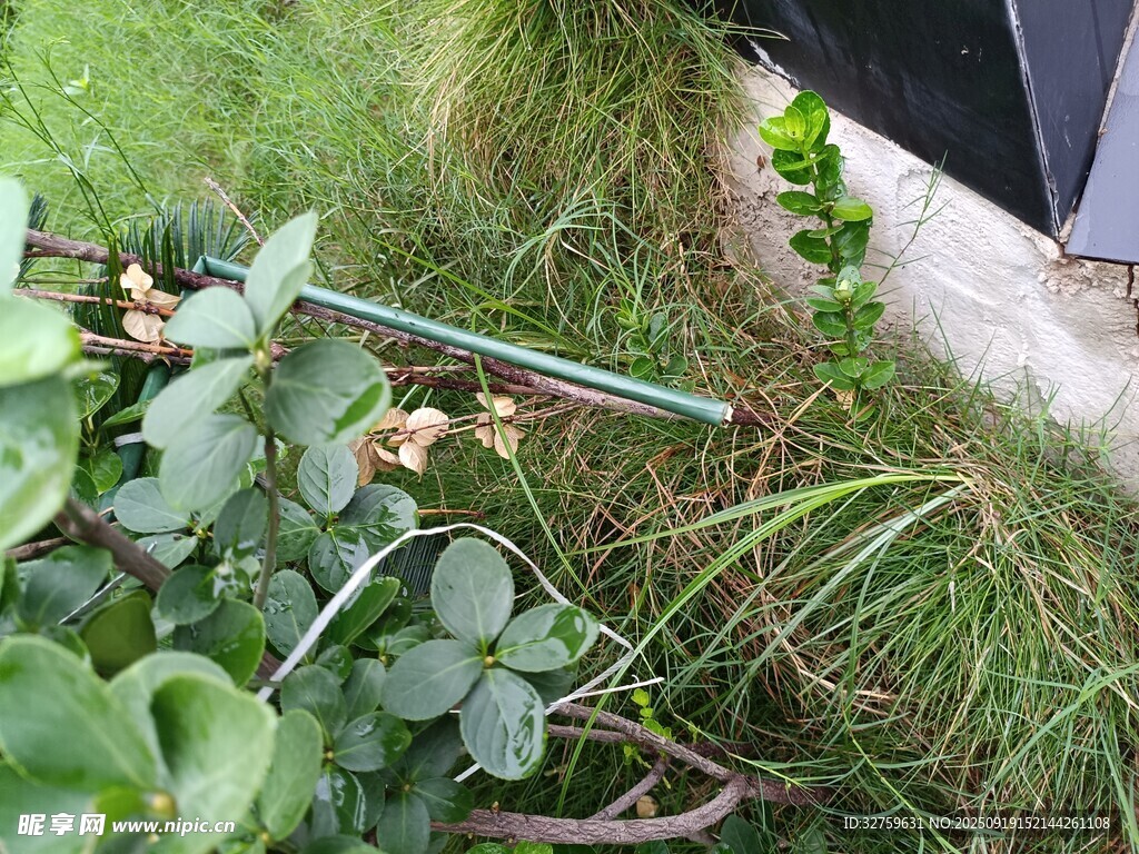 草丛中的金属工具与绿植