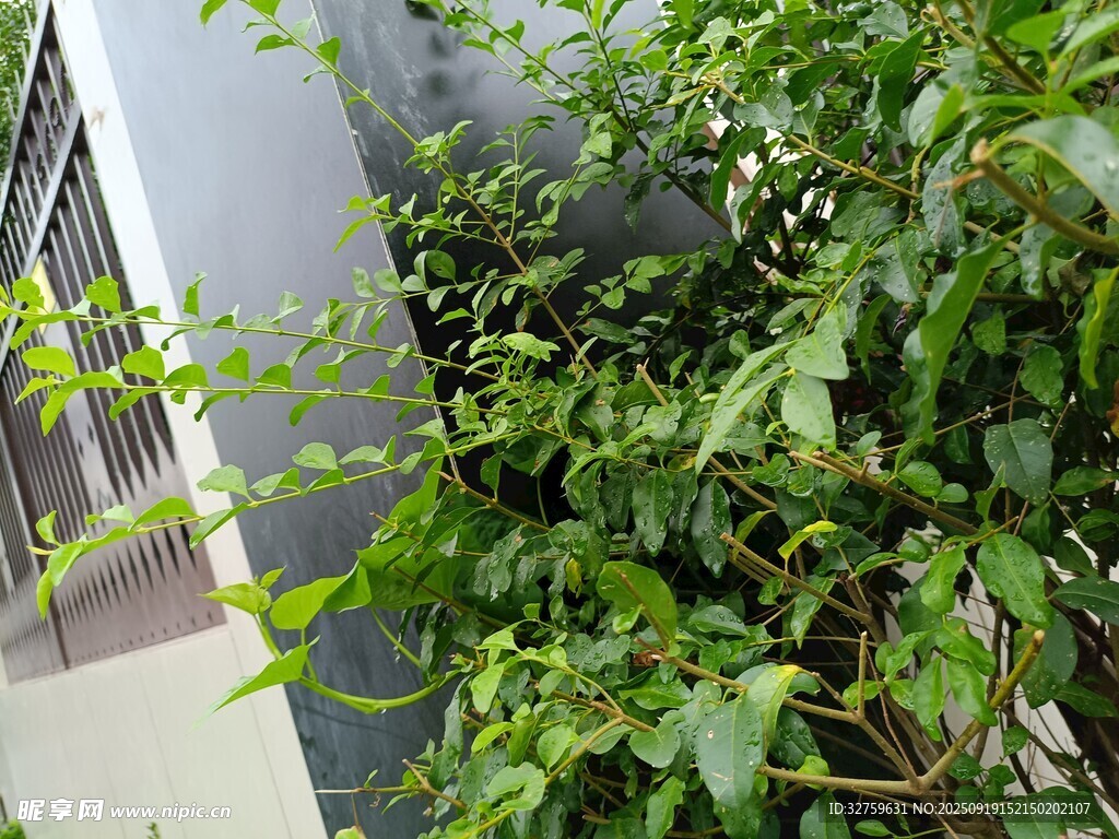 墙边绿植生机勃勃