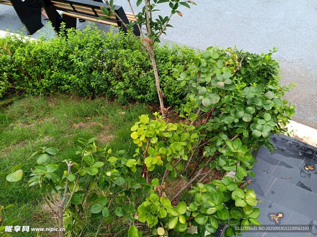 路边绿植景观