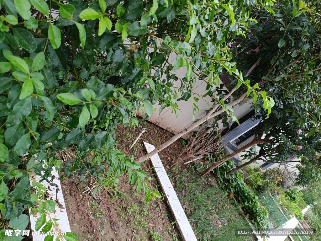 庭院绿植环绕的木质设施