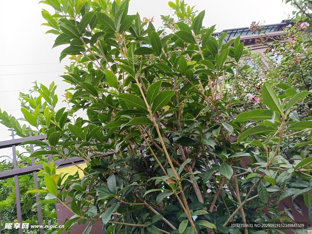 绿叶繁茂的植物景观