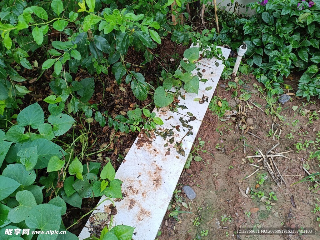 田间白色管道与绿植景象
