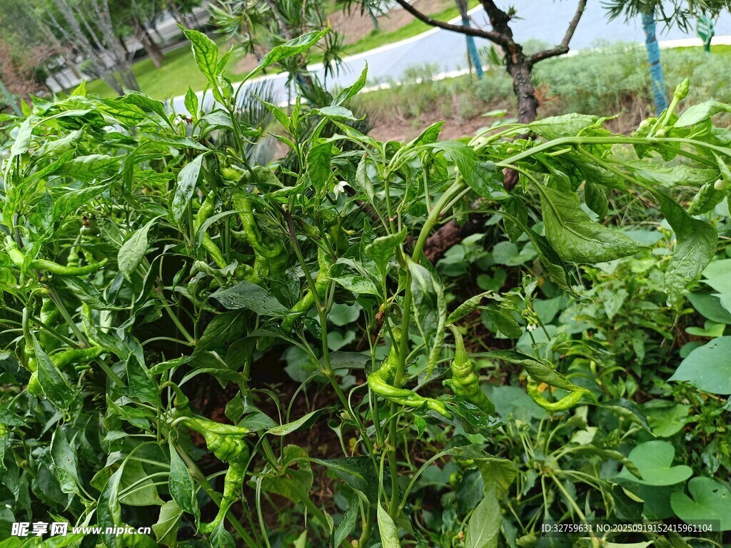 繁茂绿植
