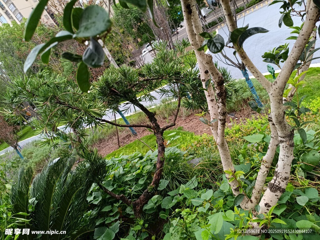 繁茂绿植景观
