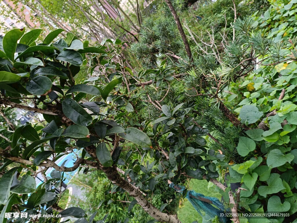 繁茂绿植景观