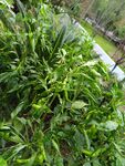 翠绿繁茂的植物景观