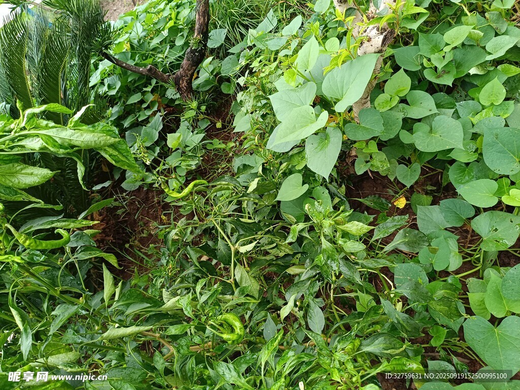 繁茂绿植景观