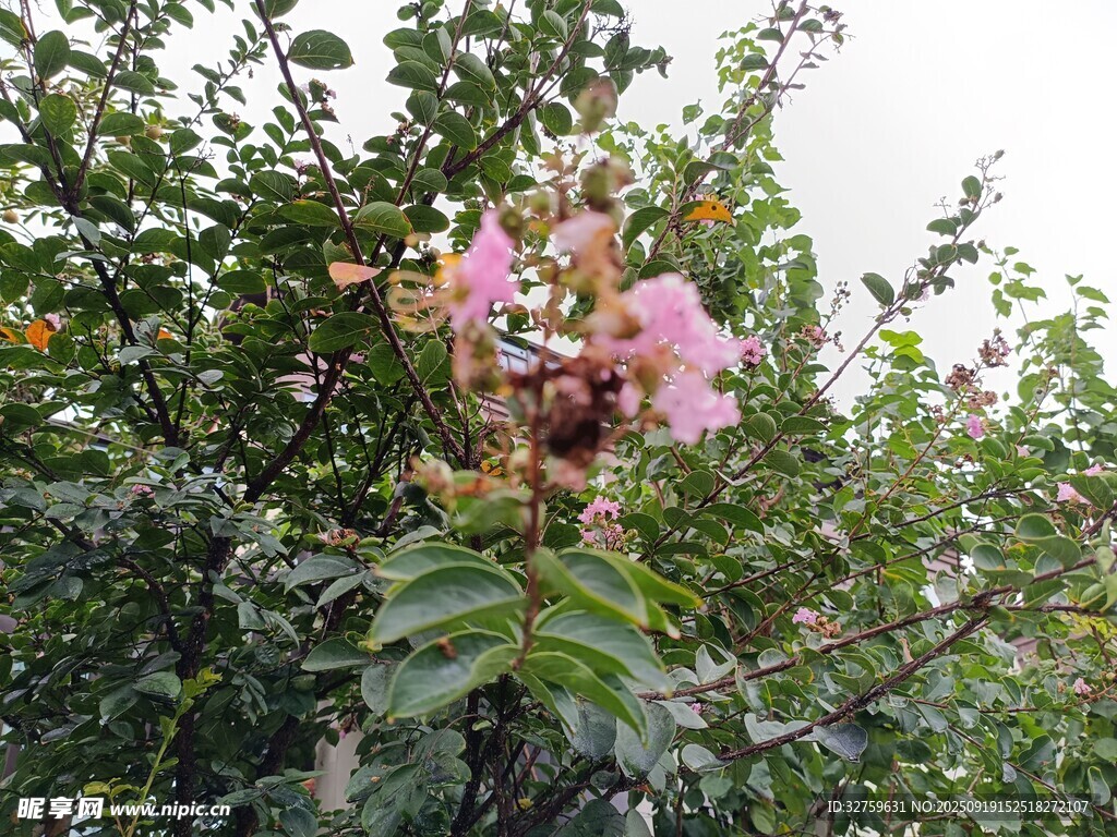 粉色花卉绽放于绿植间